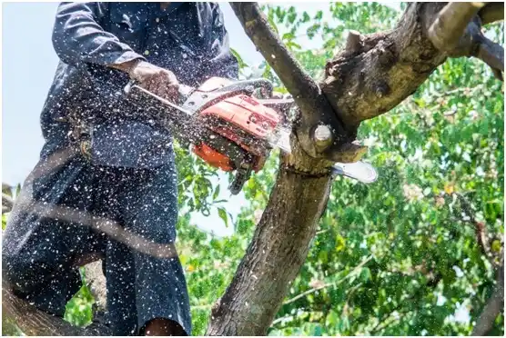 tree services South Carthage